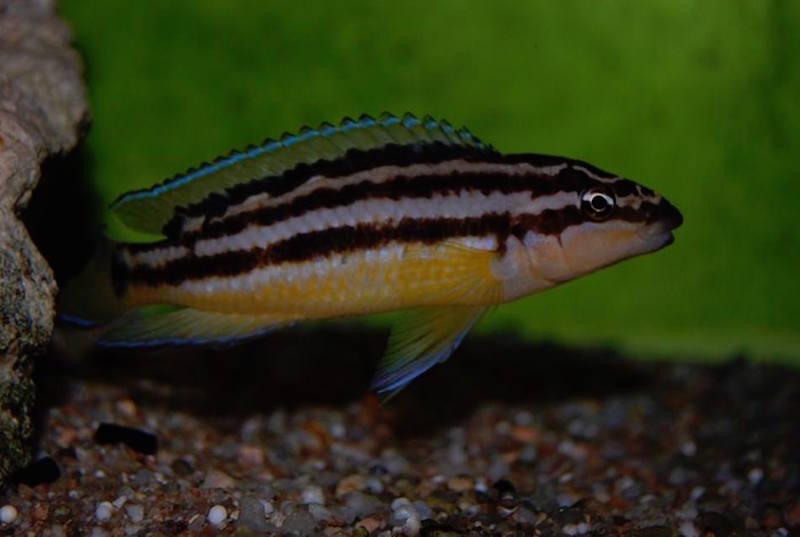 Julidochromis sp. 'ornatus uvira' Uvira